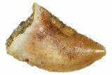 Raptor Tooth - Real Dinosaur Tooth #371434-1